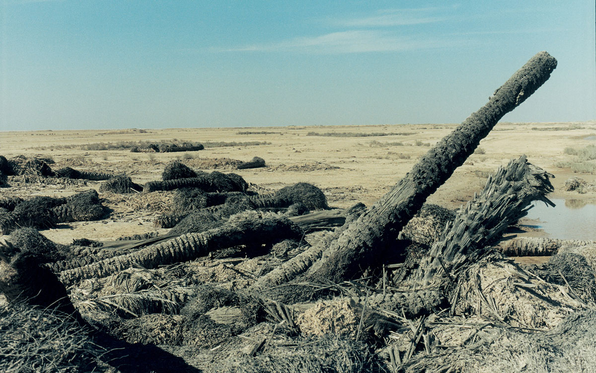A photograph by Sophie Ristelhueber depicting burnt palm tree trunks in Iraq.