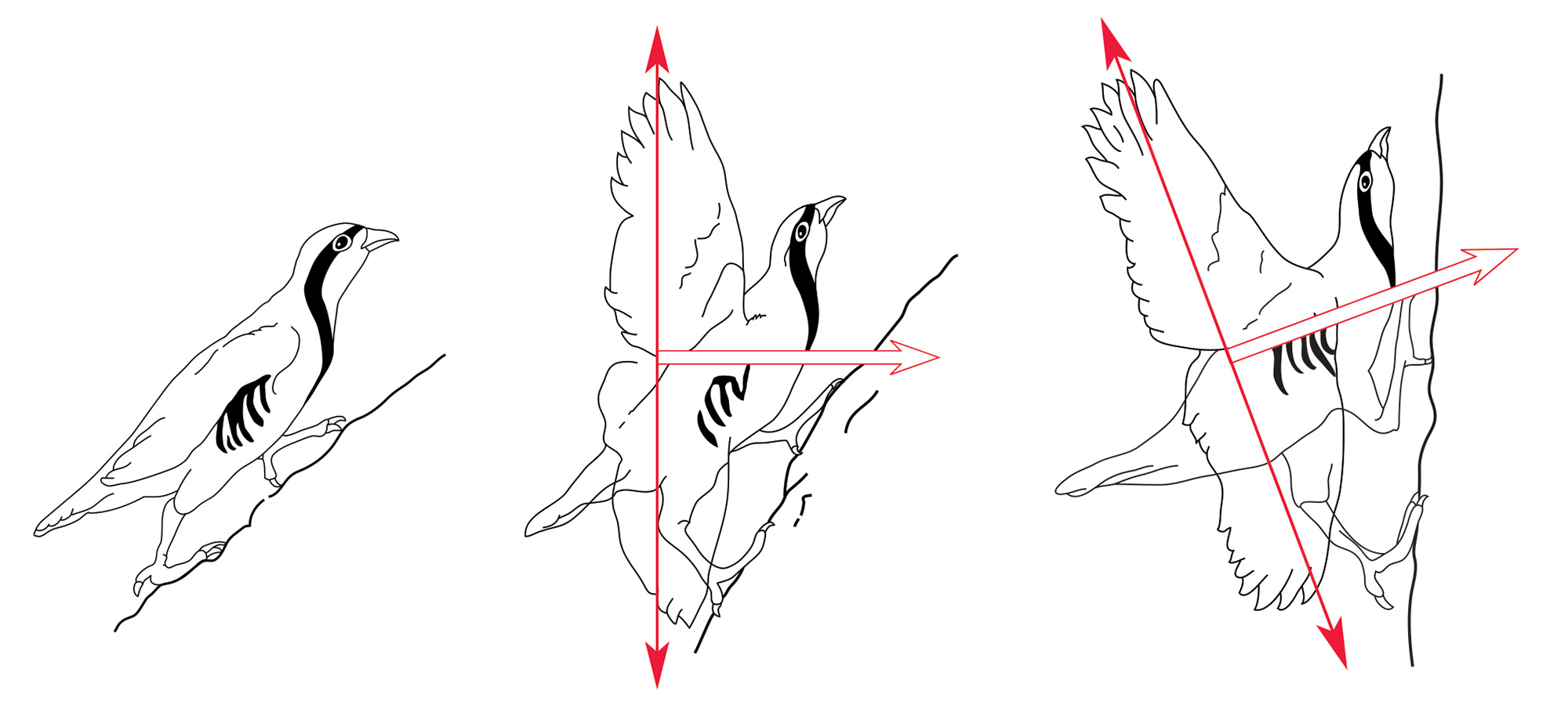 Three diagrams showing how wing-assisted incline running works.