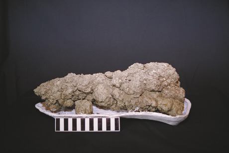 tyrannosaurus coprolite