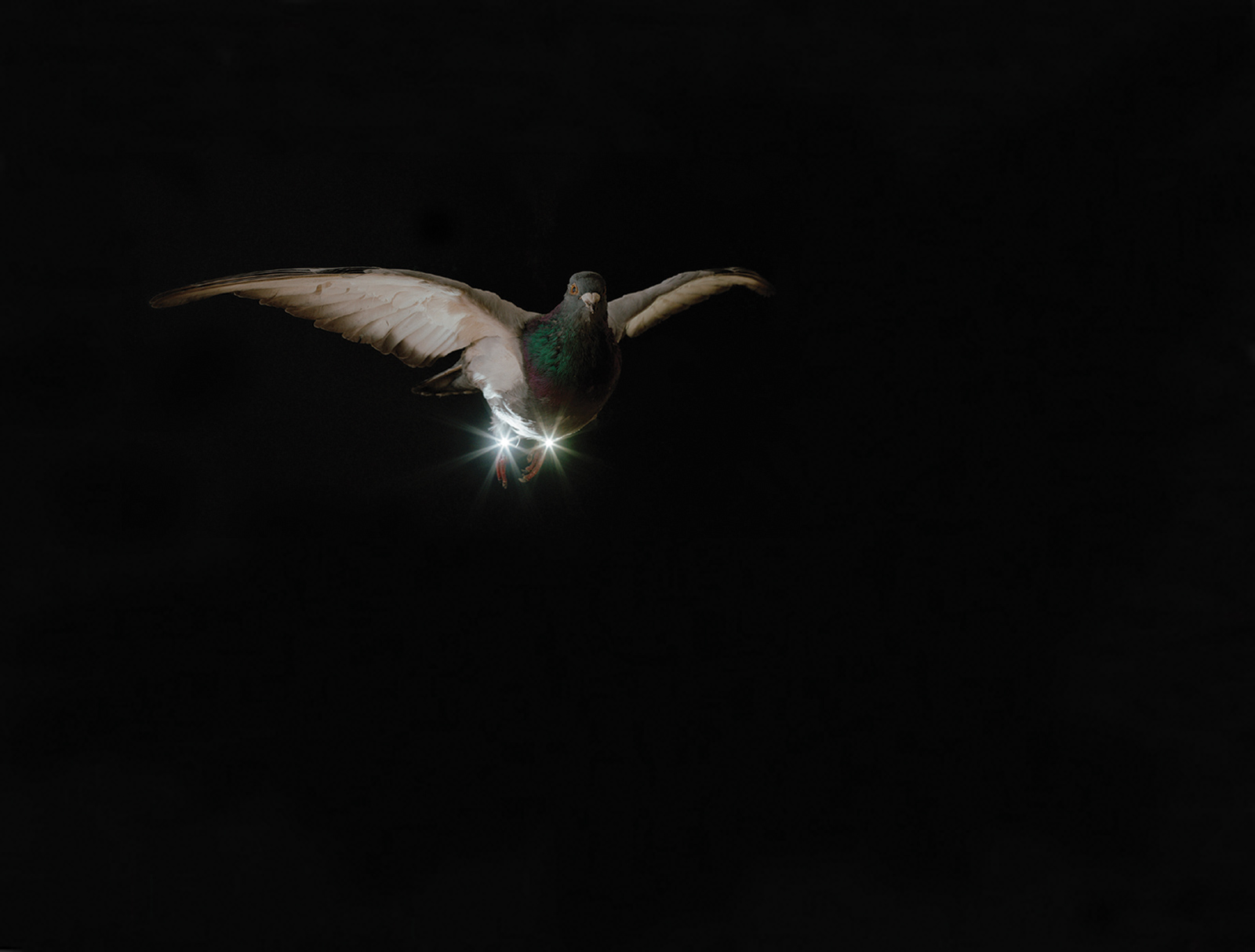 A two thousand and five photograph of a pigeon in flight with lights attached to its legs by Jasper van den Brink titled “Pigeons Don’t Fly At Night, number 2.”