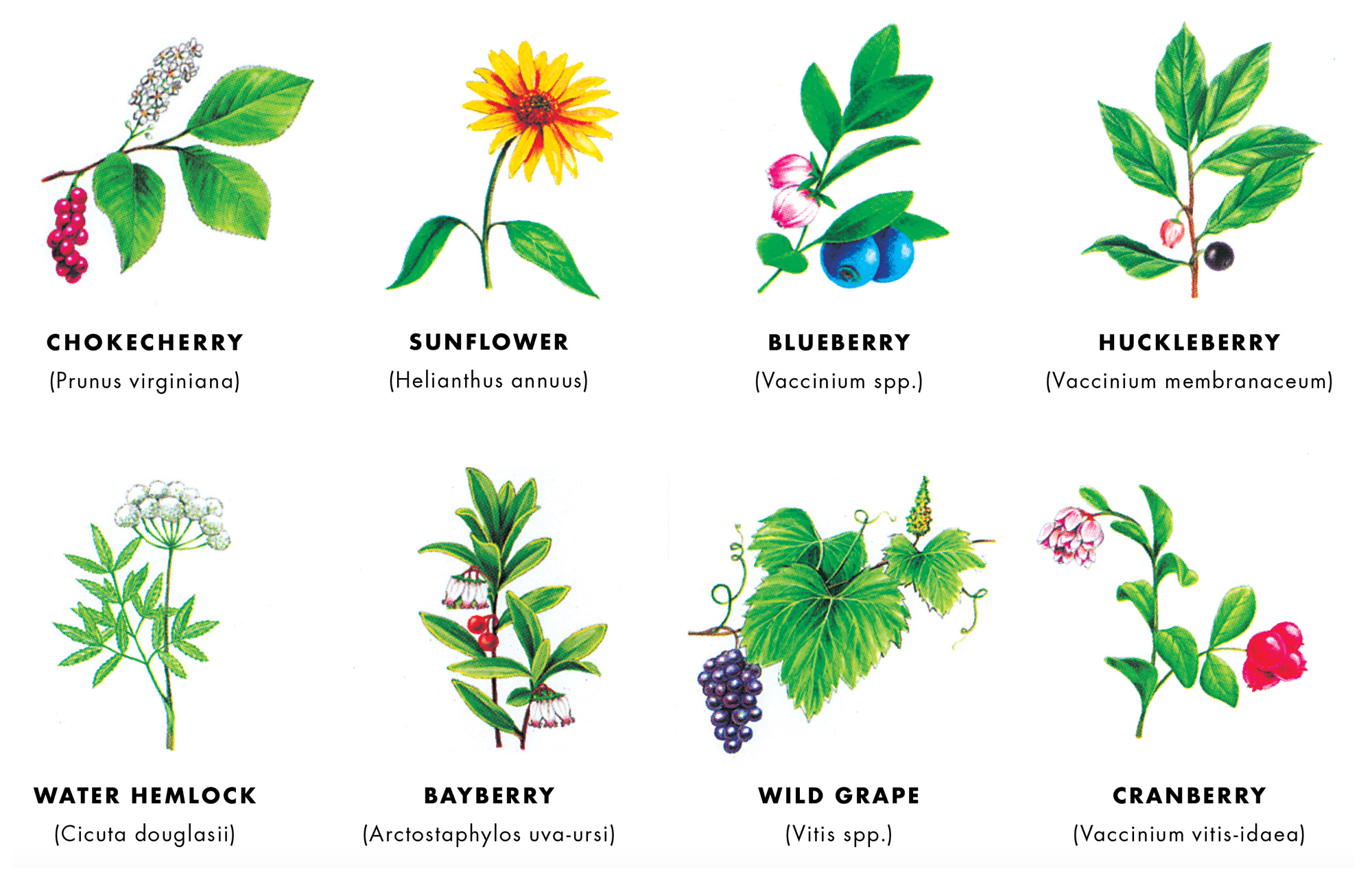 Illustrations of edible wild plants that Thoreau would have recognized: chokecherry, sunflower, blueberry, huckleberry. water hemlock, bayberry, wild grape, and cranberry.