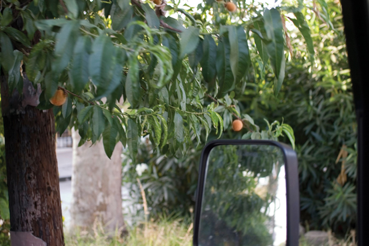 A photograph of drive-by fruit on Vendome Street, Los Angeles. Most drive-by fruit can only be picked from the passenger side; because this one lies on a traffic island, the driver can access it.