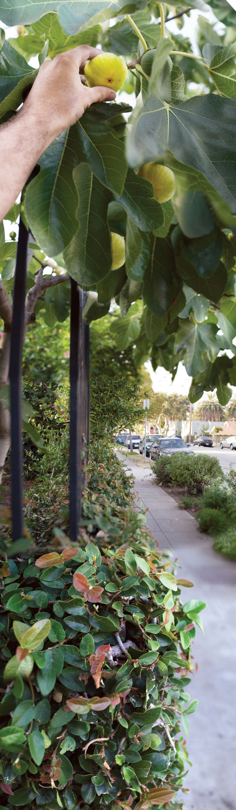 A photograph of figs on the border of private property, Talmadge Street, Los Angeles. An example of half-public, half-private fruit.