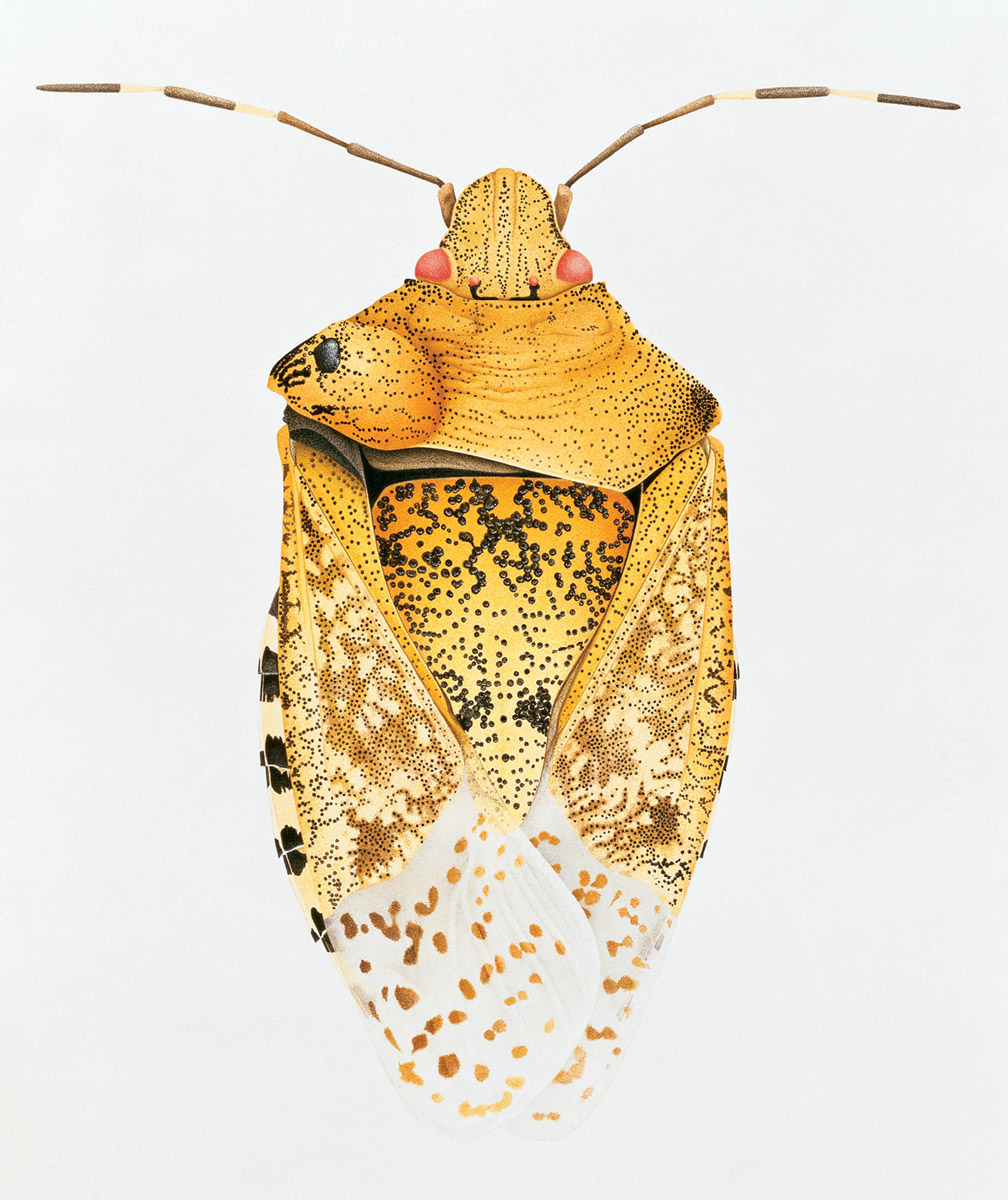 A nineteen ninety one drawing by artist Cornelia Hesse-Honegger of a garden bug, Rhaphigaster nebulosa. This insect was found in Küssaberg, Germany, about ten kilometers east of the nuclear power plant at Leibstadt. The bulge with the black growth changes the overall shape of the neck plate. 