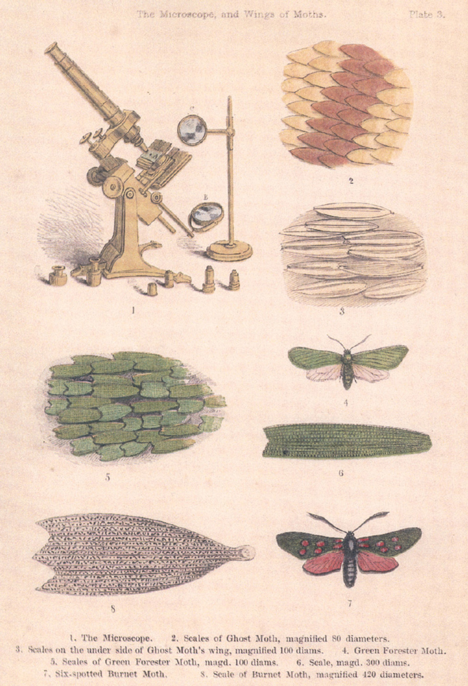 An illustration from Mary Ward’s eighteen fifty eight book “A World of Wonders Revealed by the Microscope.”
