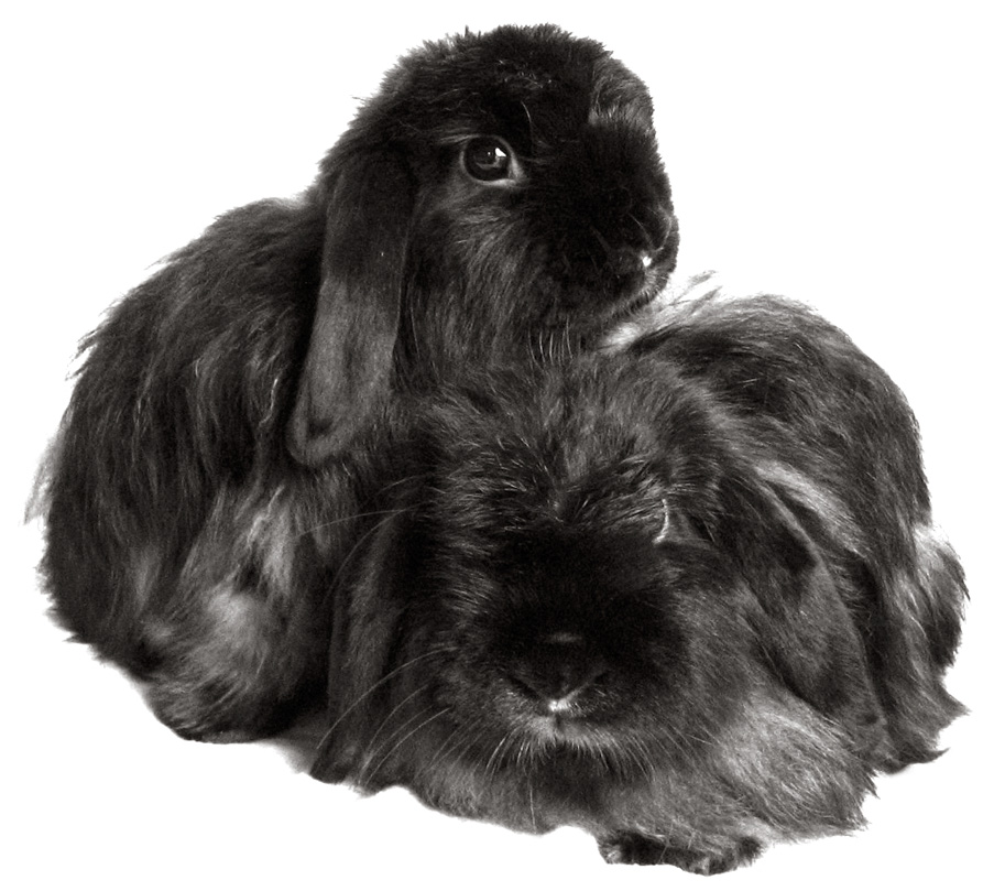 A 2008 photograph of Honey and Flops, two smoky Angora rabbits rescued by the House Rabbit Society in California.