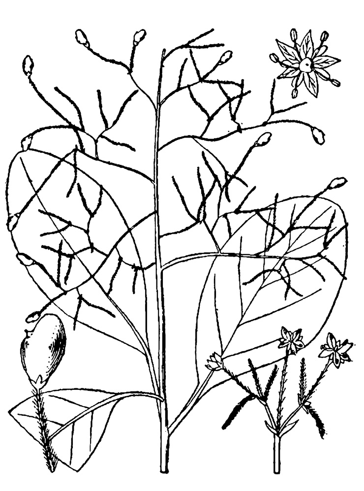 A botanical drawing of an American Smoketree.