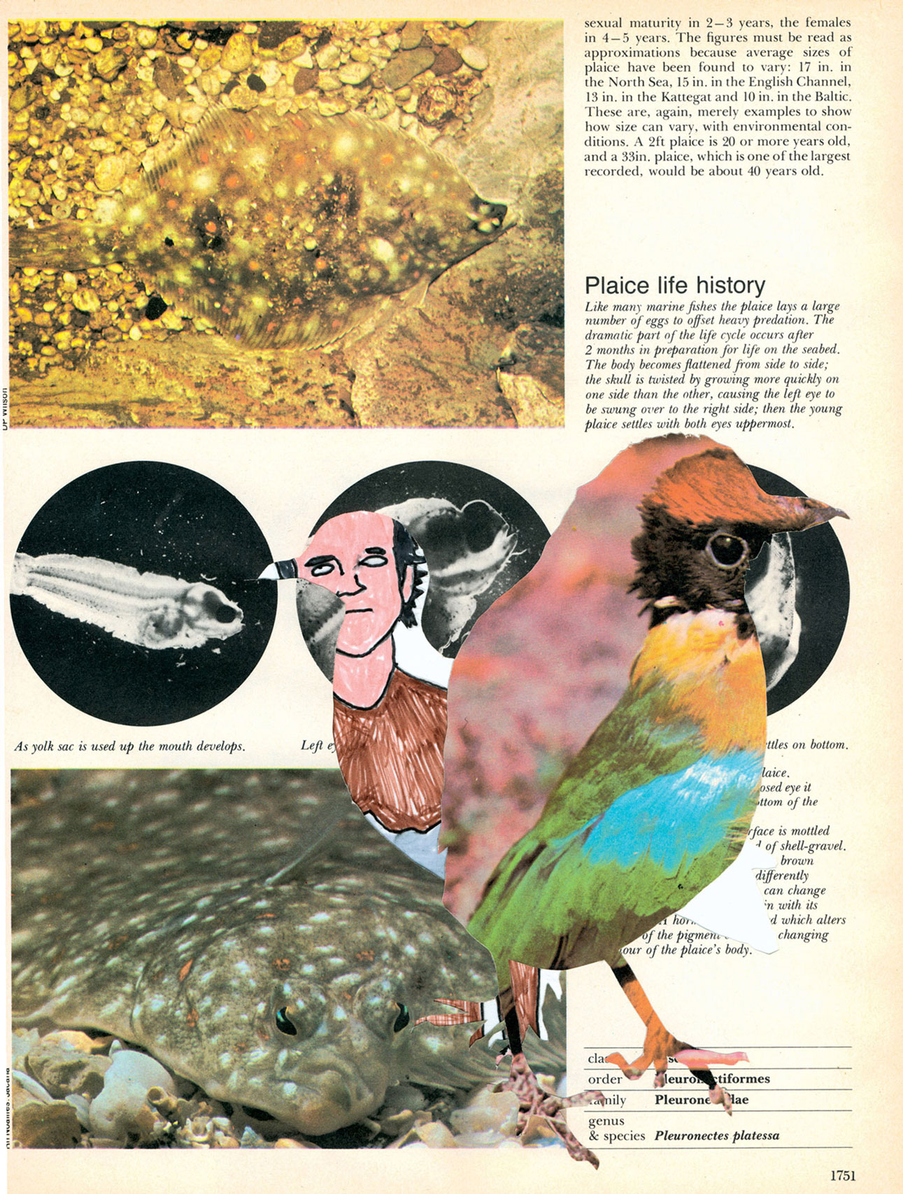 A 2006 collage by artist Dan Woerner titled Plaice. 