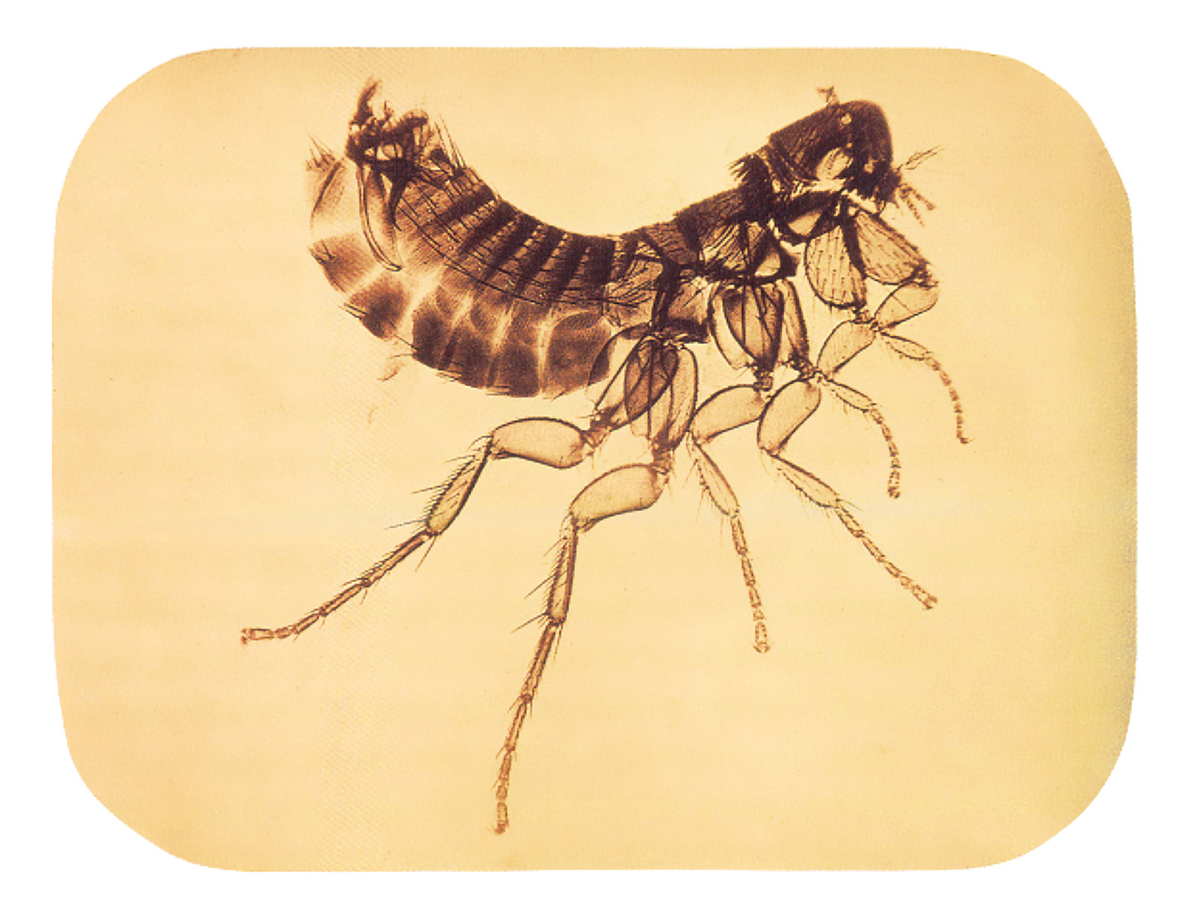 An 1865 photomicrograph of a flea. 