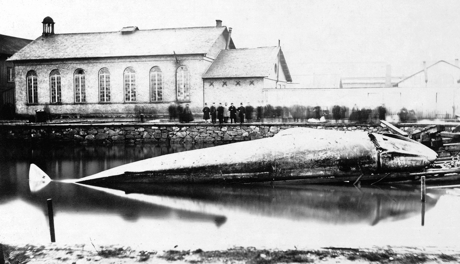 An 1865 photograph of the Malm Whale upon arrival in Gothenburg. 