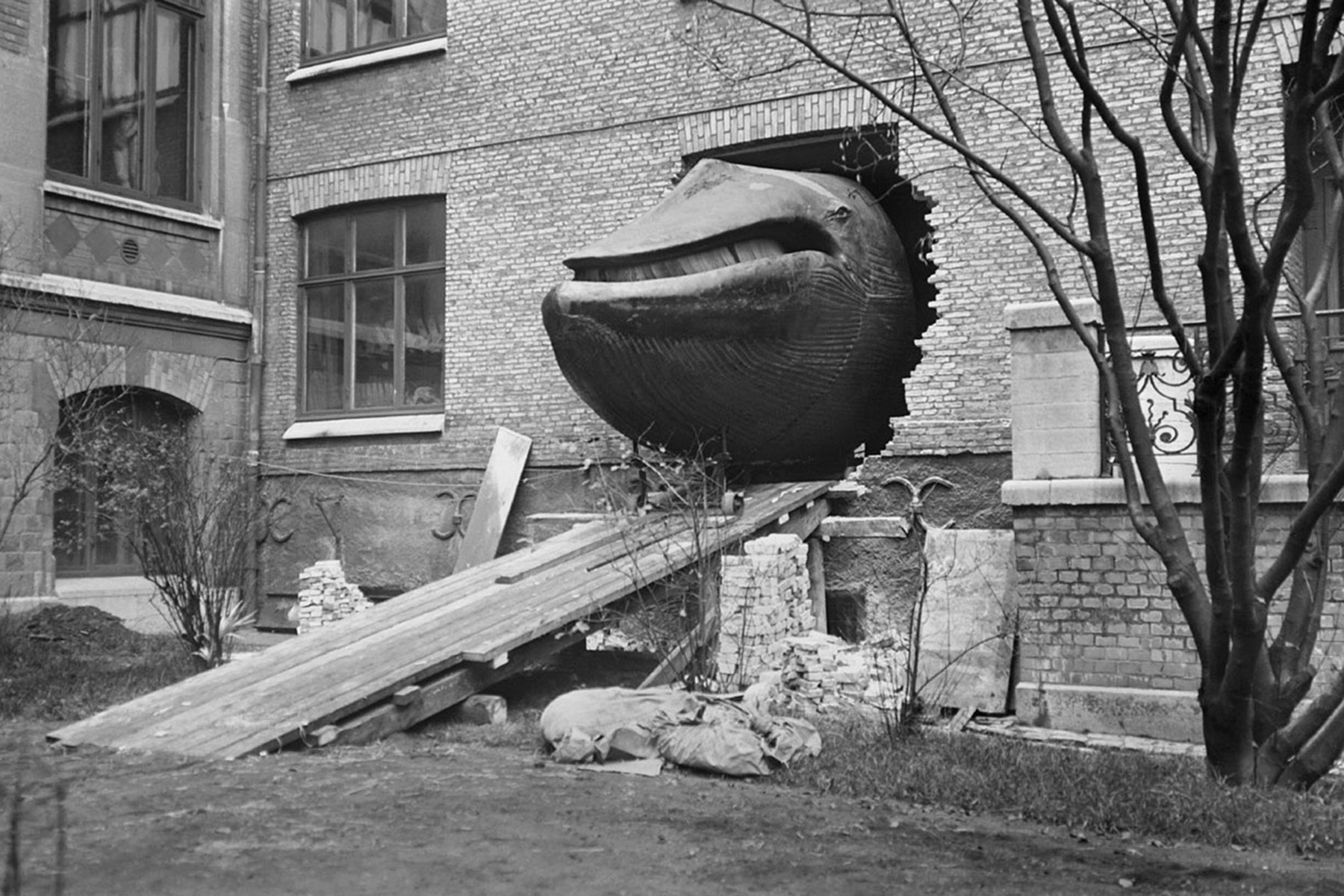 A 1918 photograph of the Malm Whale being moved from the Ostindiska Huset to its newly built premises at the Naturhistoriska Museet in Slottsskogen in Sweden.