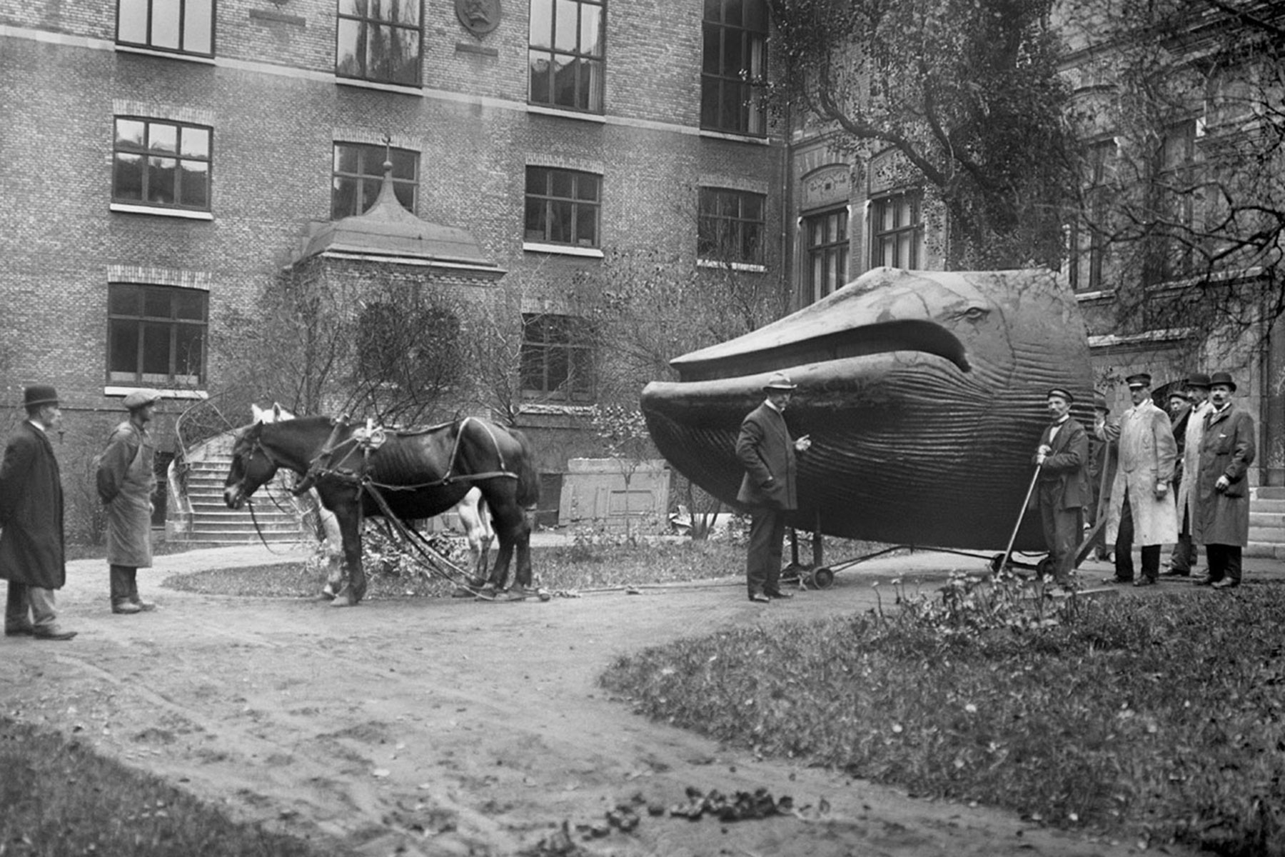 A 1918 photograph of the Malm Whale being moved from the Ostindiska Huset to its newly built premises at the Naturhistoriska Museet in Slottsskogen in Sweden.