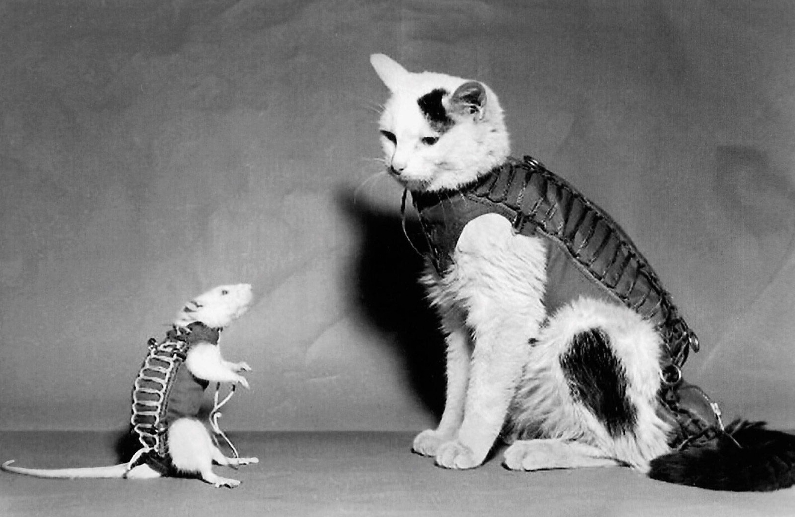 A February 1961 photograph of Hector, the first space rat launched by the French, in his miniature space suit. He is pictured along with a cat in training for a rocket flight.