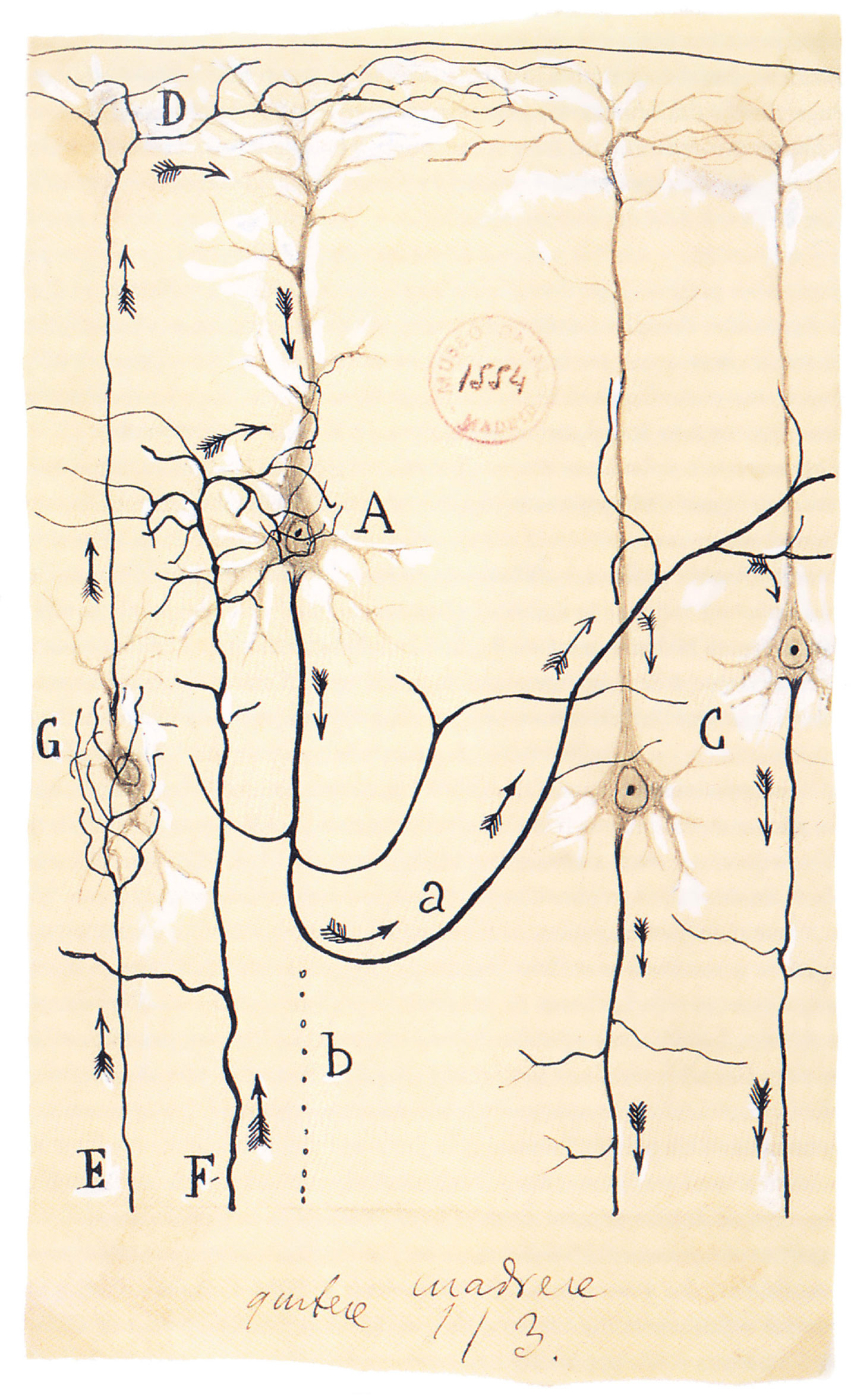 An illustration by Santiago Ramón y Cajal which indicates the flow of currents in the brain. 