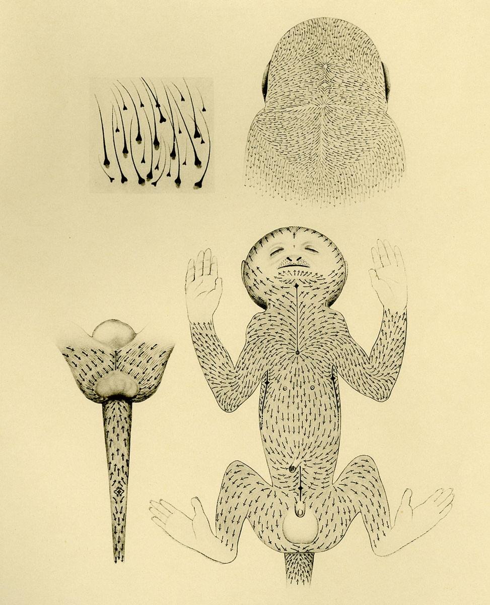 The directionality of hair in embryo of Macacus cynomolgus. Elements from plate 4, volume 5 of Menschenaffen, 1911, edited by Emil Selenka.
