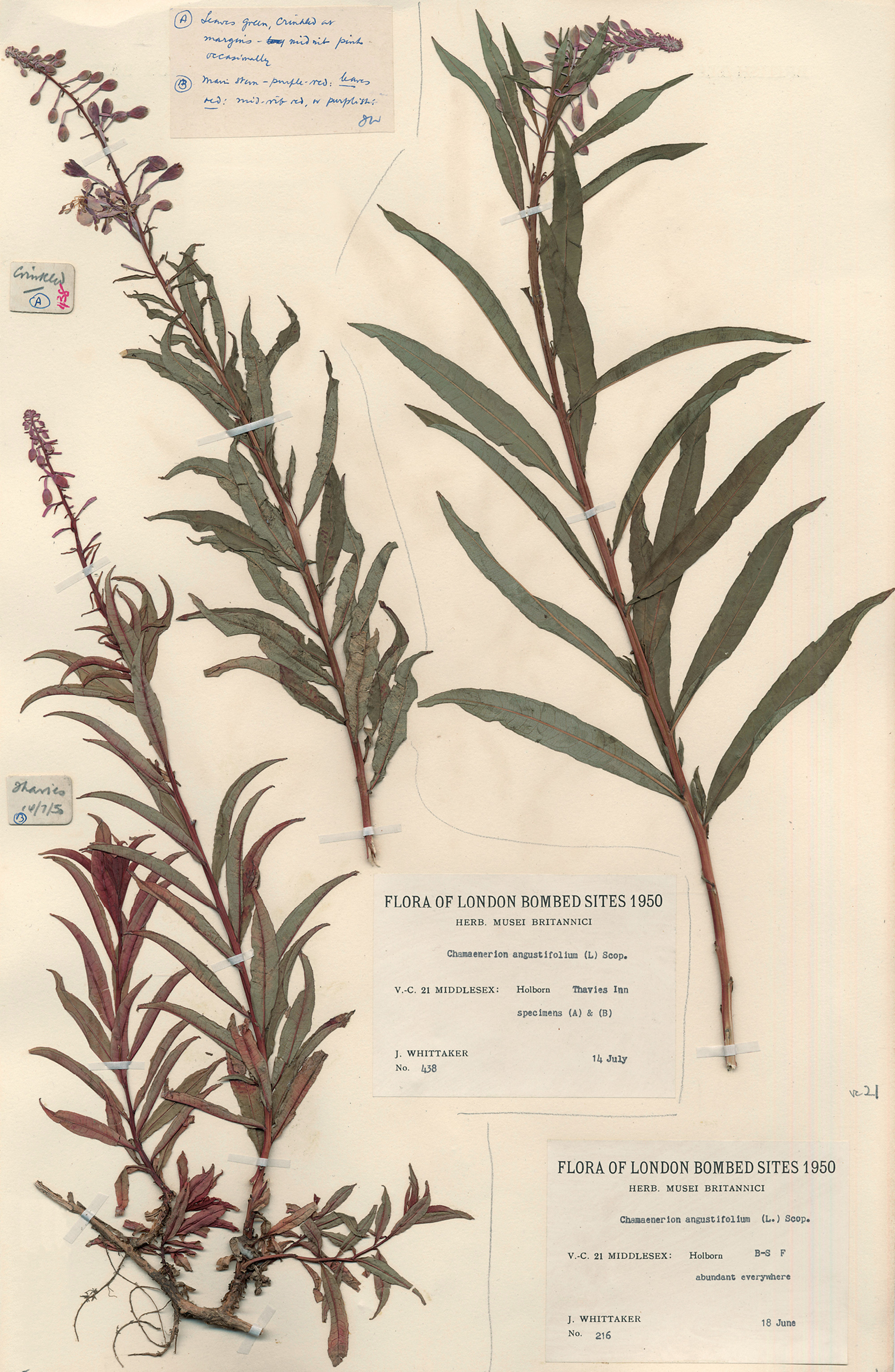 A pressed specimen of Chamerion angustifolium, also known as Epilobium angustifolium. This specimen of bombweed was collected during the London Natural History Society’s City Bombed Sites Survey in nineteen fifty. A member of the society that conducted the survey wrote of Cripplegate, the neighborhood in which it was collected: “This area in the very heart of London provides a splendid opportunity to members of the society for recording the colonisation and establishment of a new fauna and flora which, its is to be hoped, will not occur again.”
