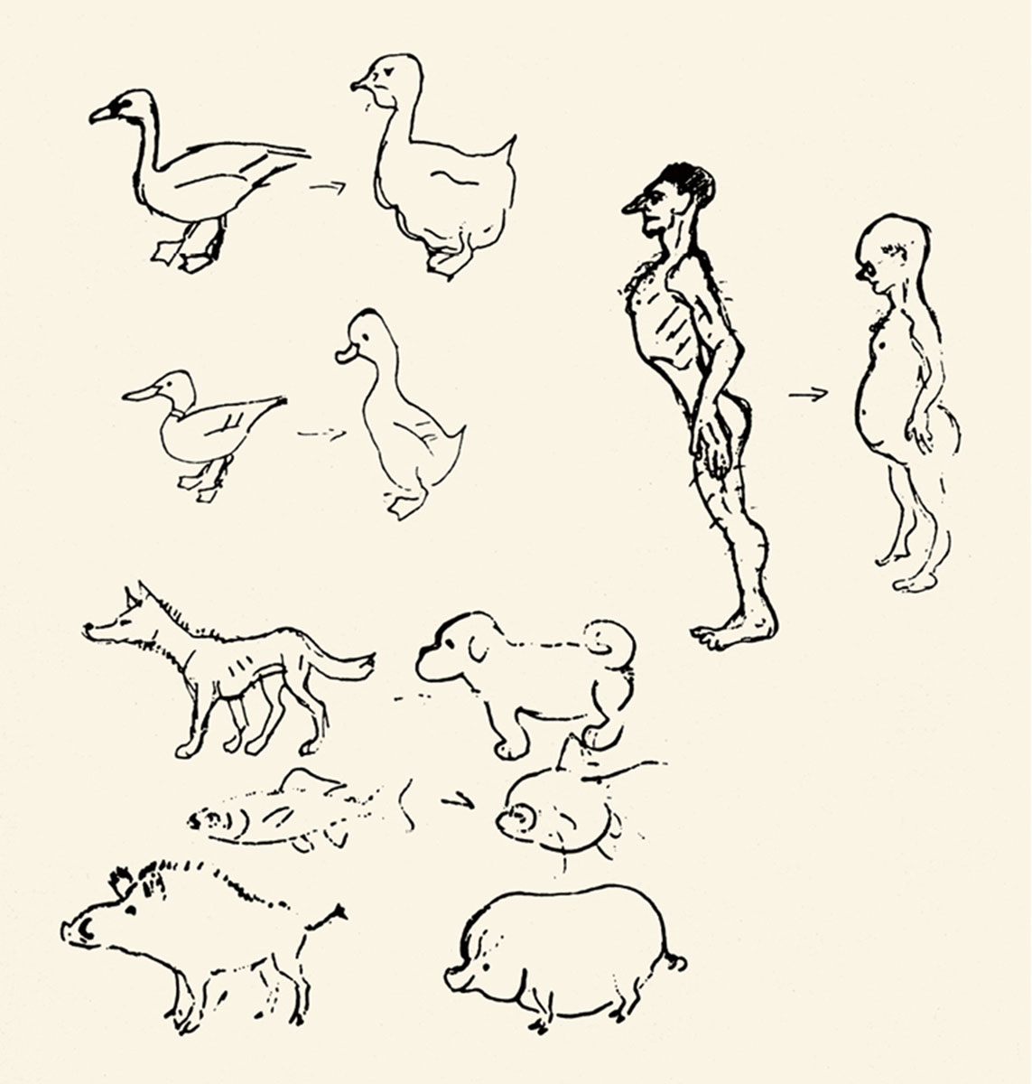 A nineteen thirty-nine sketch by Konrad Lorenz comparing the morphology of wild and domesticated animals—humans included.