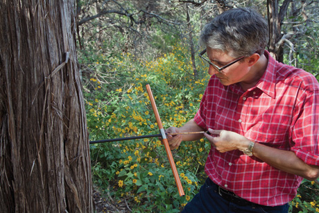 A photograph of the author using a Swedish coring tool to date a tree just a bit younger than himself. 
