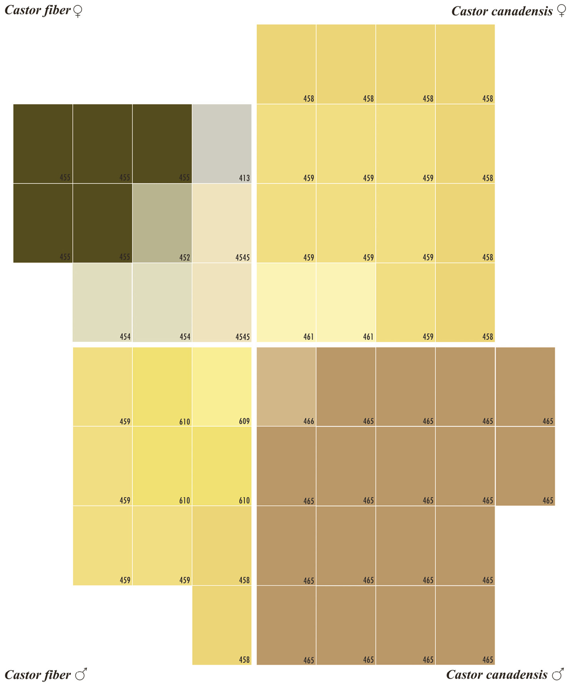 Rosell and Sun’s color chart of 55 beaver secretions, modeled on the Pantone Color Matching System.