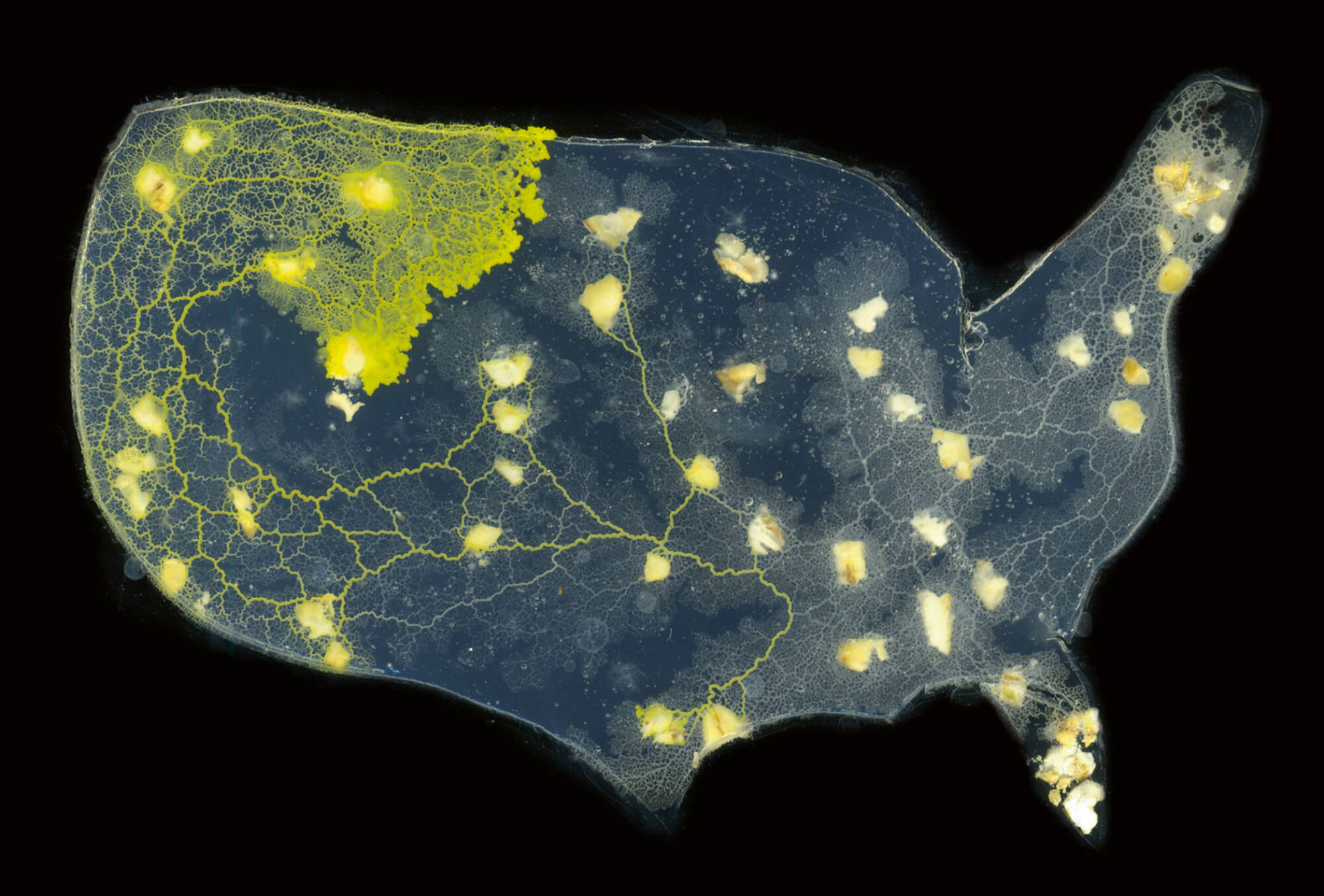 An image of the slime mold Physarum polycephalum, used in laboratories across the world to map more efficient highway and subway networks. This particular mold was used during an experiment staged at the International Center of Unconventional Computing at the University of the West of England, and the mold is redrawing the US interstate highway system. 