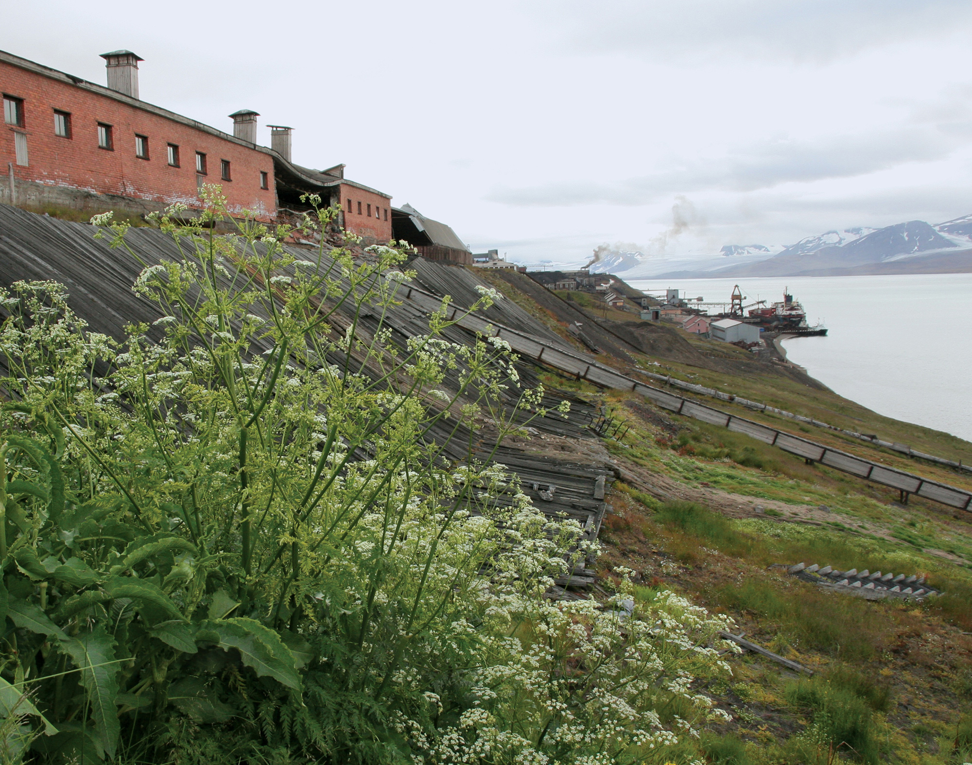 A photograph of Svalbard today, showing a selection of the thirty-odd plants growing there.