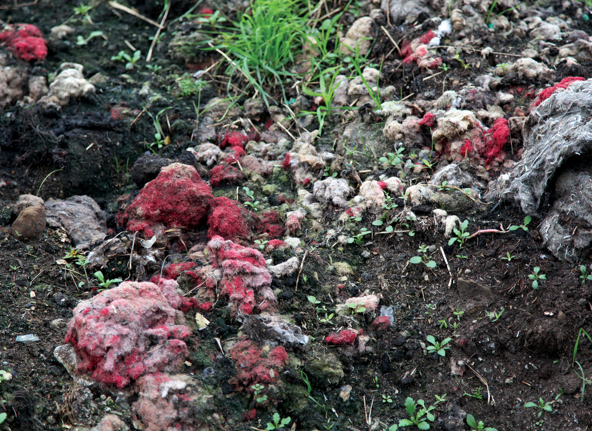 A close-up photograph of a heap of shoddy wool in the Heavy Woollen District of West Yorkshire. The red color in some of the wool comes from identification marks that local farmers make on their sheep. The red wool is separated and dumped before the rest of the wool is processed.