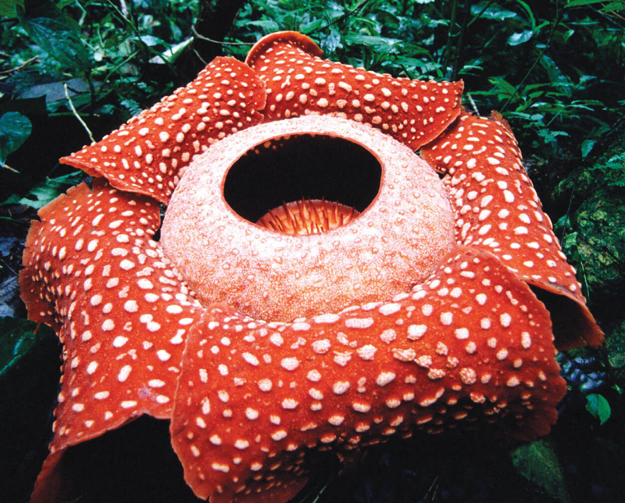 A photograph of “Rafflesia arnoldii”, a large, red flower. 