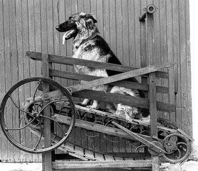 Nicholas Potter’s “Enterprise Dog Power” treadmill, designed to power butter churns and other small farm machines, ca. 1881.