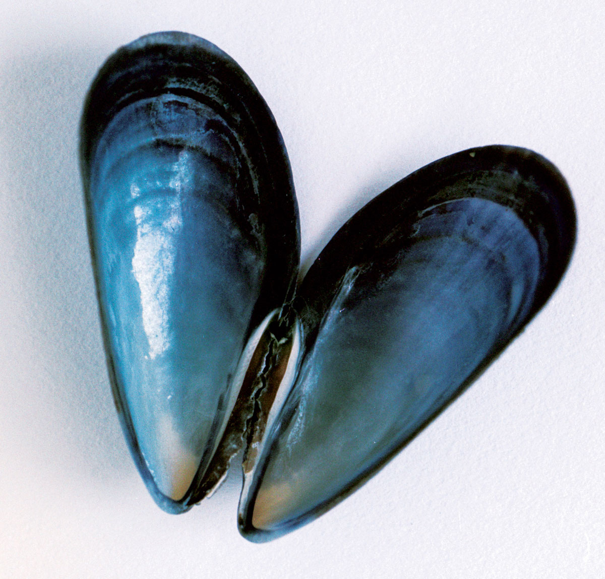 Photograph of an open blue mussel shell. 