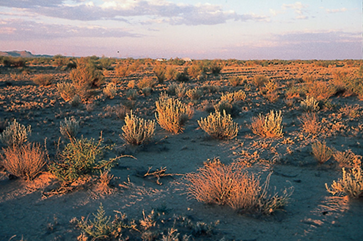 A photograph of the New Mexico desert at sunset.