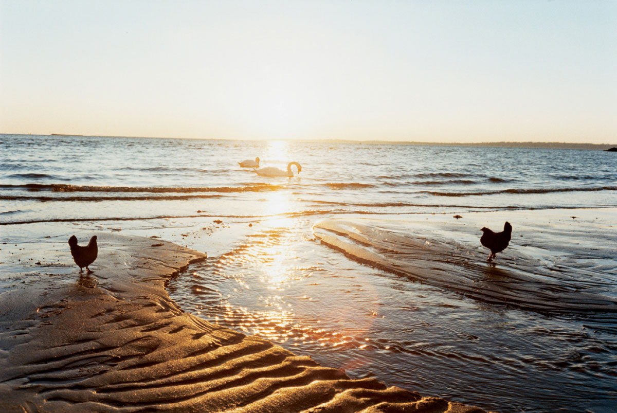 Artist Dan Torop's 1997 photograph of chickens and swans on a beach, titled 