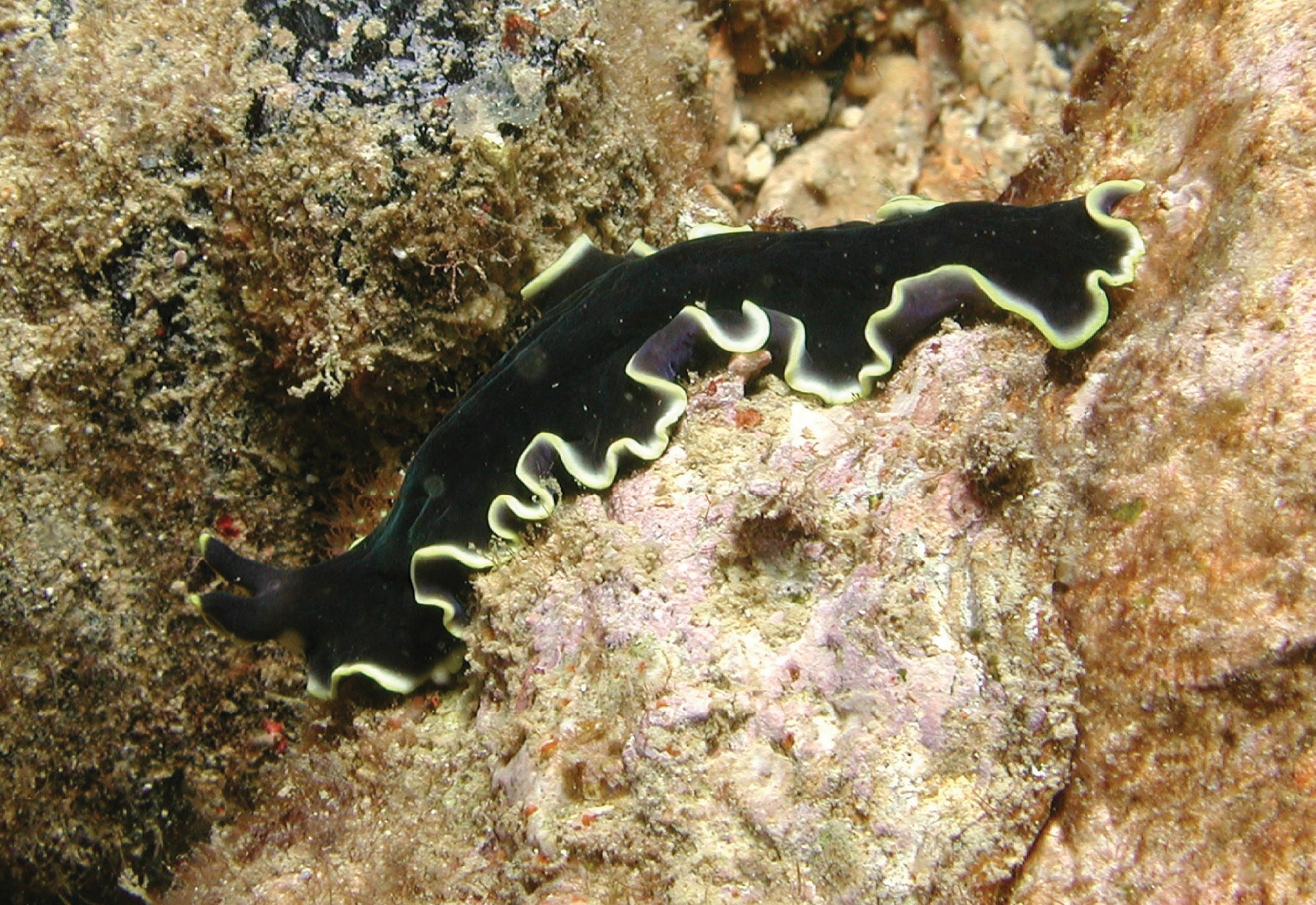 The crenellation that this flatworm exhibits is an example of hyperbolic geometry. Photo Ria Tan.