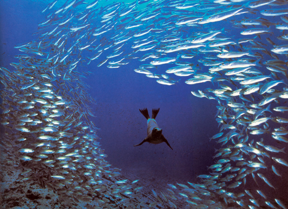 An 1997 photograph of a school of striped salemas evading a sea lion via the “burst effect” in the Galapagos, Ecuador. 