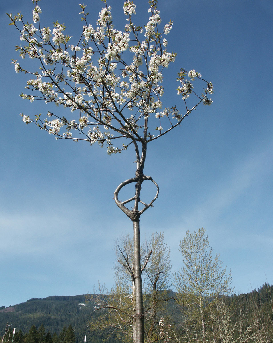 A photograph of an arbrosculpture by Richard Reames. This tree forms a peace sign out of its trunk.