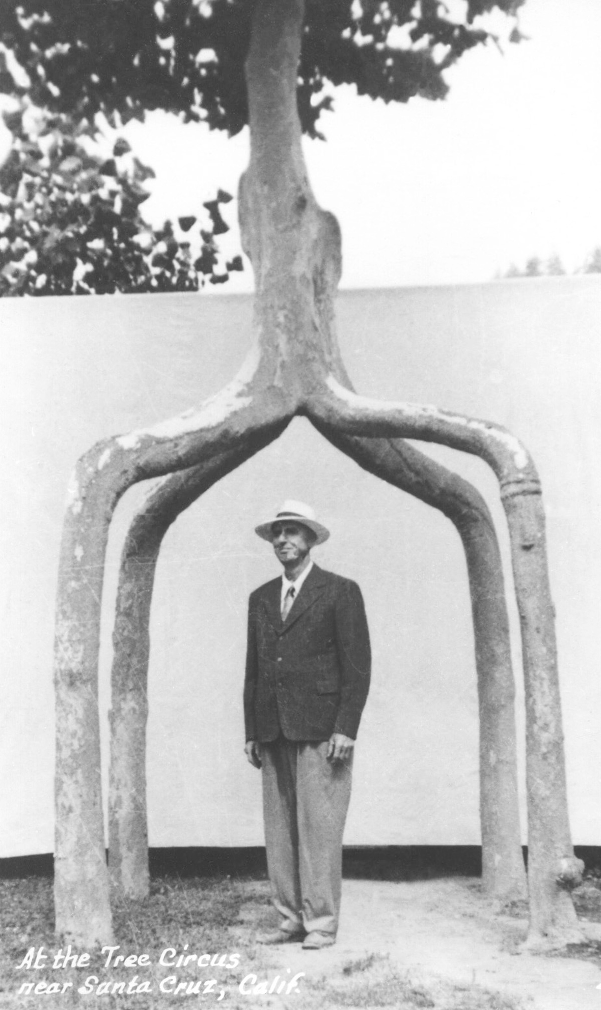 A photograph of Axel Erlandson under one of his arborsculptures.