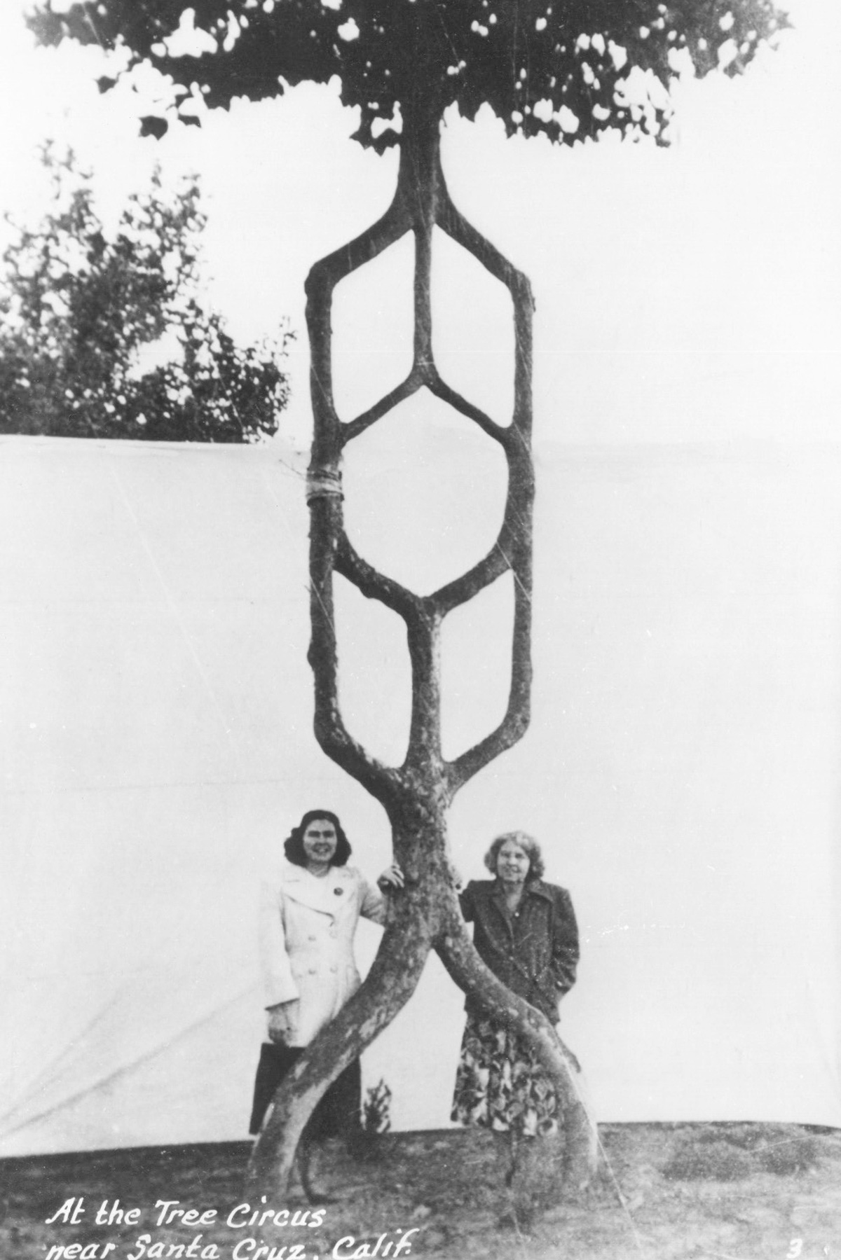 A photograph of Wilma Erlandson and her mother beside an arborsculpture by Alex Erlandson.