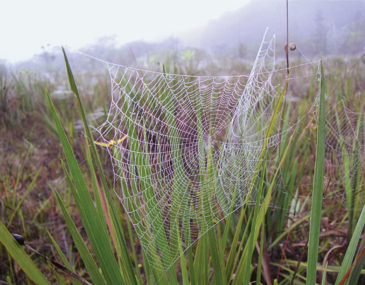 Spiderwebs, Kiateur Falls, Guyana. Photos Margaret Wertheim.