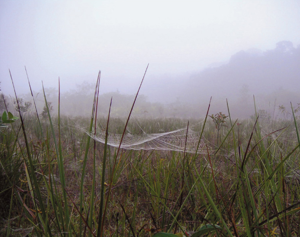 A photograph of a spiderweb, Kiateur Falls, Guyana.