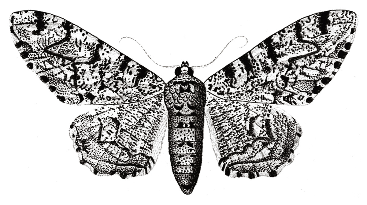 An eighteen eighty illustration from Jakob Hübner’s “Die Nachtschmetterlinge,” of the peppered moth (Biston betularia). 