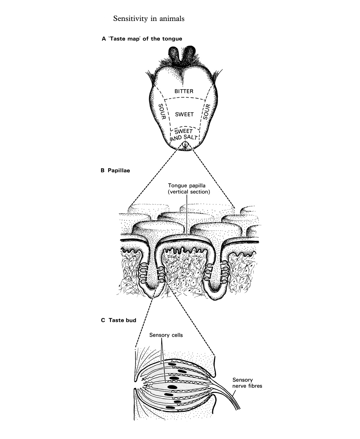 An illustration depicting the taste map of a human tongue, a cross-section of the tongue’s papillae. and a detail of a taste bud.