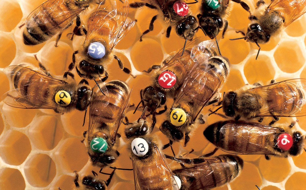 A photograph of a group of worker honey bees identified with colored, numbered tags glued to their thoraces.