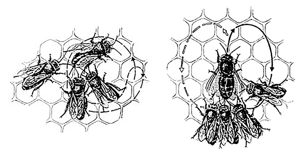 Two illustrations depicting, respectively, the round dance and the waggle dance. From Karl von Frisch’s nineteen sixty five book “The Dance Language and Orientation of Bees.” 