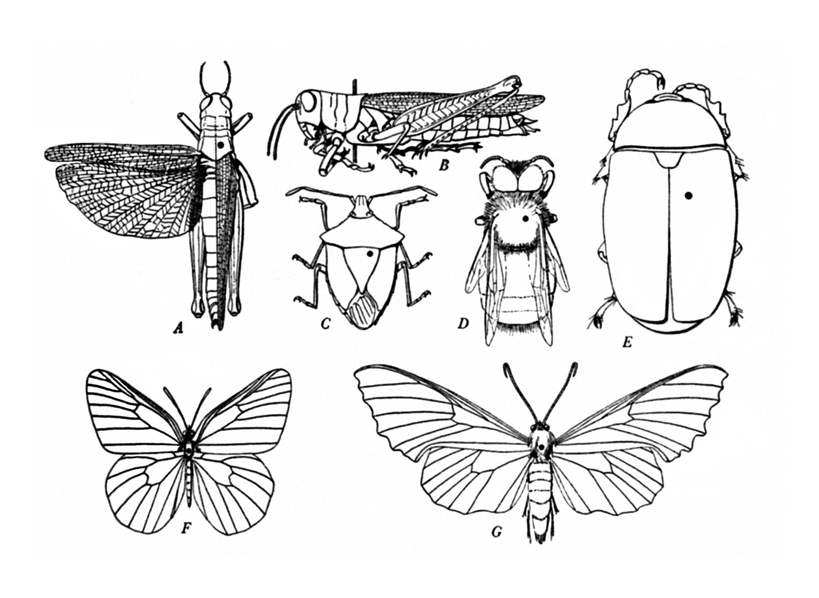 The front of the issue’s postcard, featuring an illustration of seven different insects and indications about where best on their bodies to pin them for entomological preservation. 