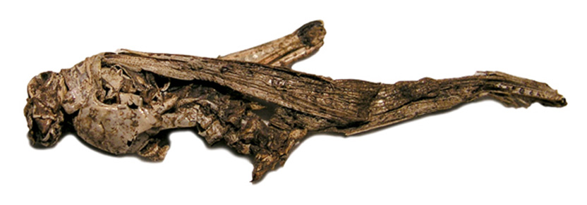 The remains of a Rocky Mountain locust, preserved from the sixteenth century in the ice of Knife Point Glacier, Wyoming. Photo Scott Schell.