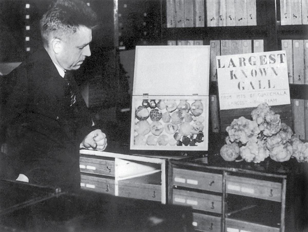 A photograph of Kinsey surrounded by his collection. On the right is the “LARGEST KNOWN GALL,” which he harvested on a research trip to Guatemala in nineteen thirty-six, two years before he gave up almost two decades of gall wasp research to become a sexologist.