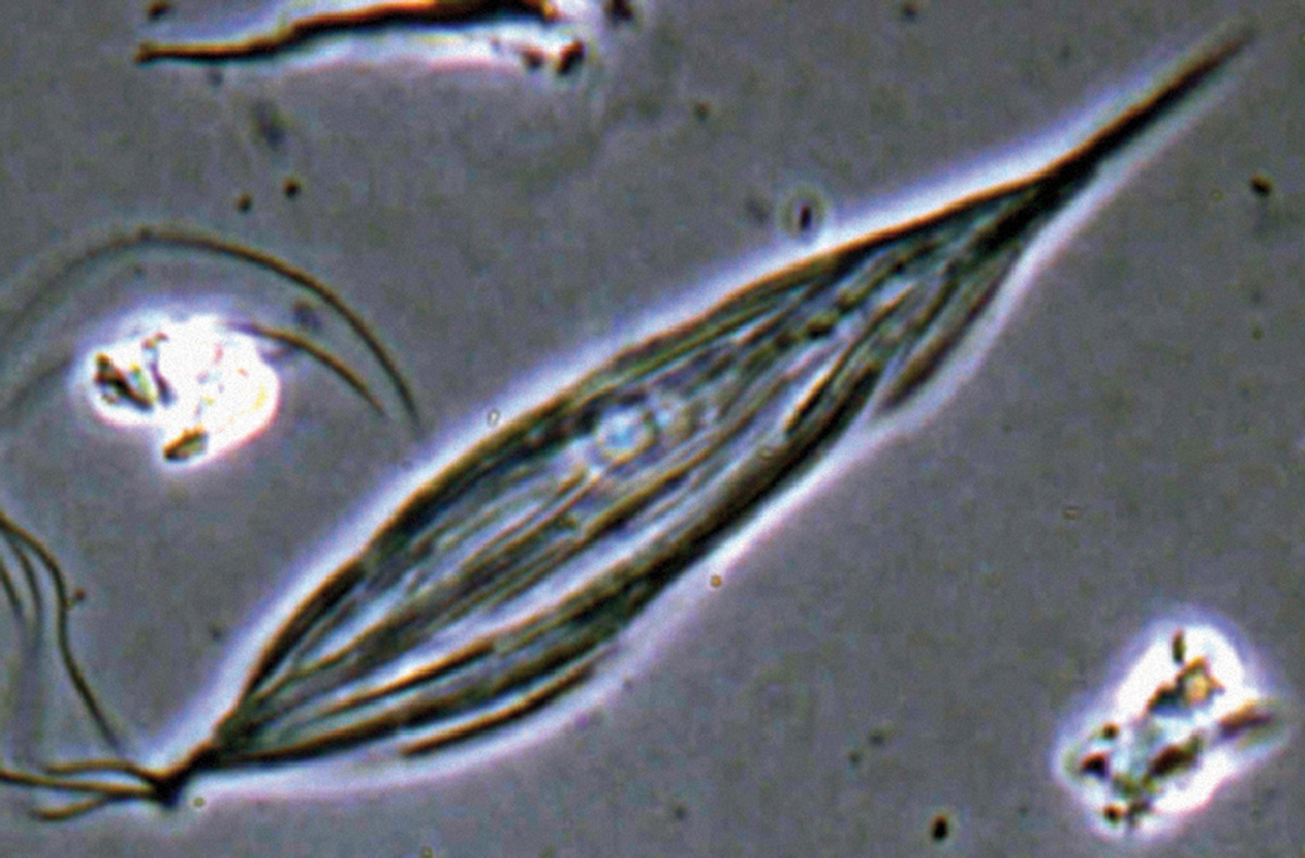 A microscopic photograph of the termite gut protozoan Streblomastix strix. 