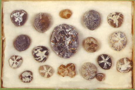A box from Breton’s collection containing eighteen urchin fossils.