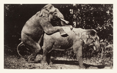 A photograph of two elephants procreating from Breton’s collection.