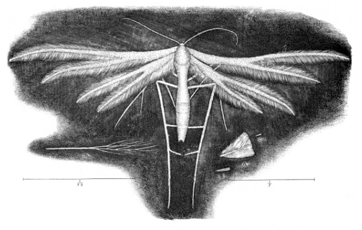 “The white featherwing’d moth or tinea argentea,” an illustration from Robert Hooke’s sixteen sixty five volume on microscopy, “Micrographia.”