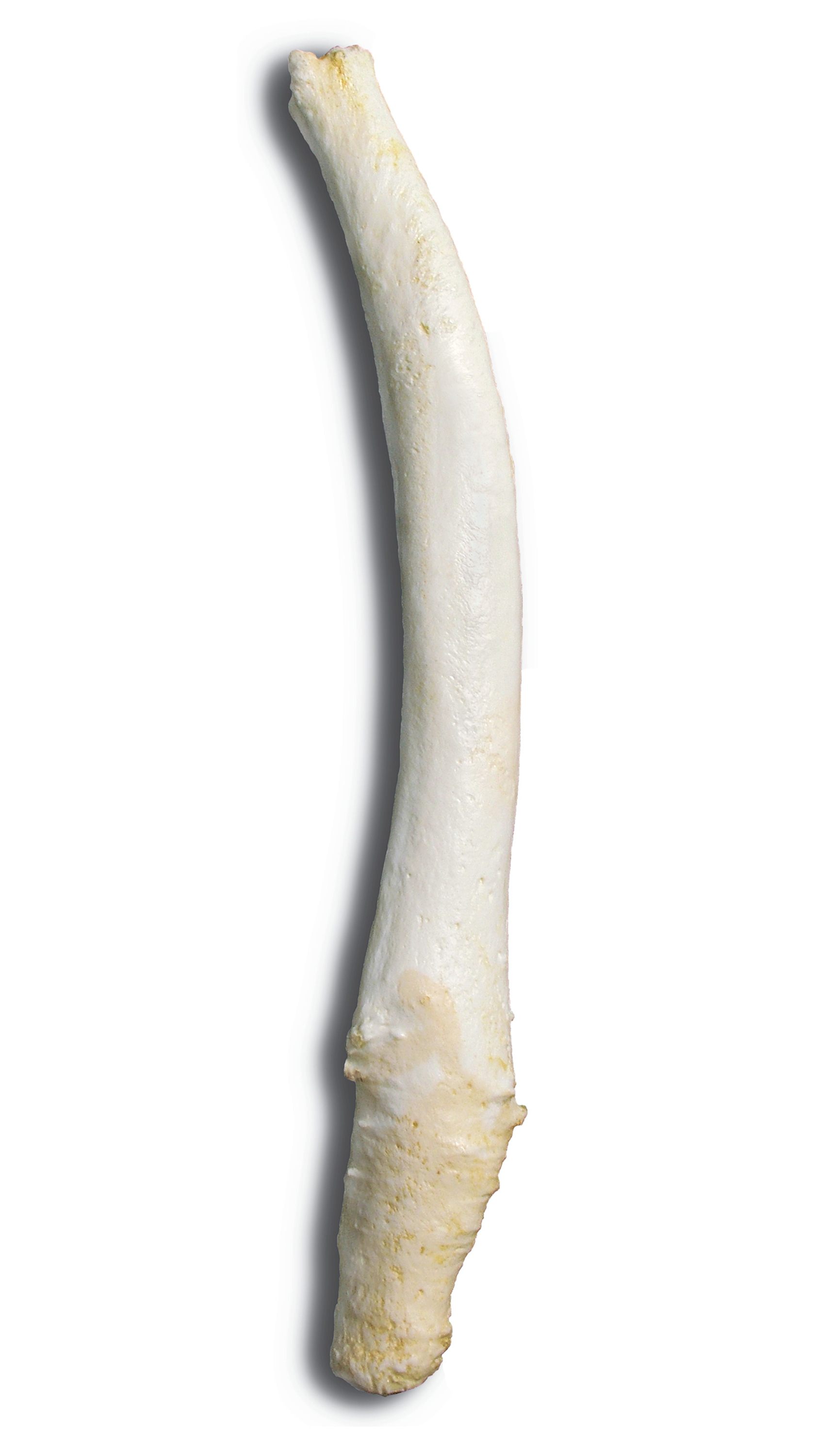 A photograph of the baculum of a gray seal. 